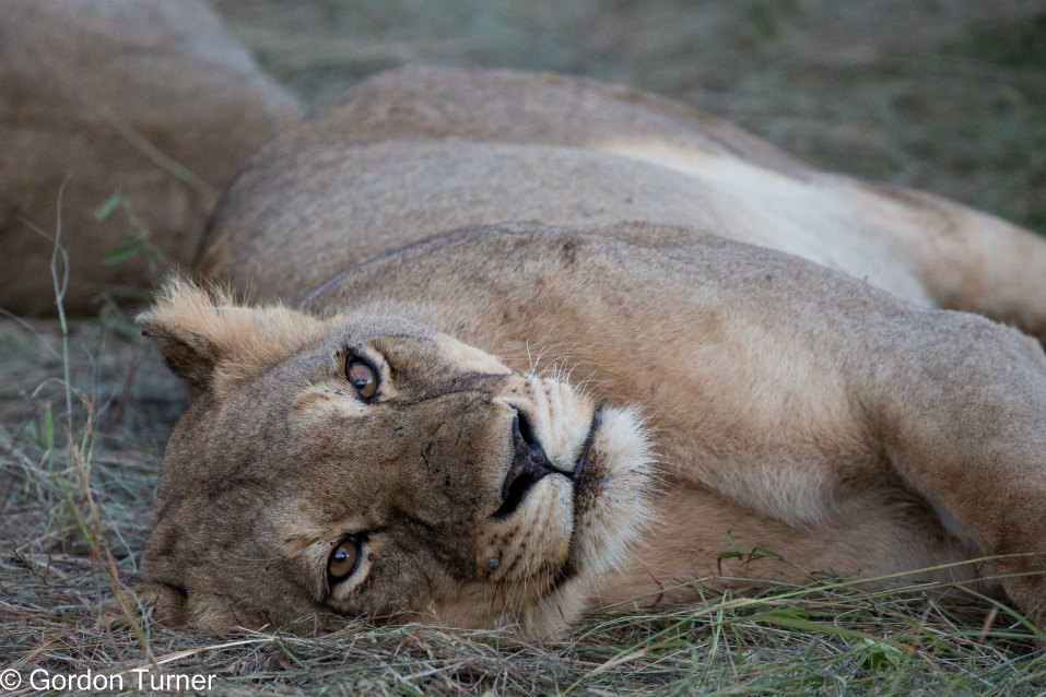 <h2>The Best of South Africa Escorted 2023</h2> 14 Nights | 6 Rounds | March 11 - 25